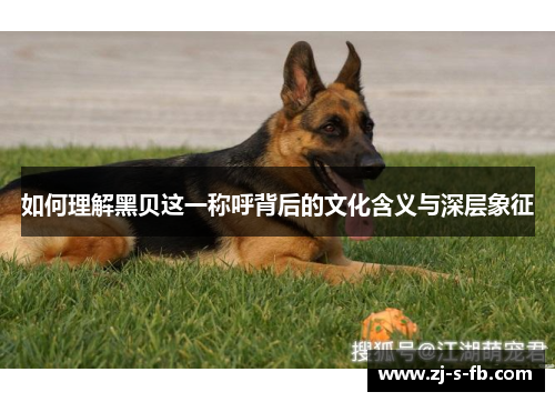 如何理解黑贝这一称呼背后的文化含义与深层象征 如何理解黑贝这一称呼背后的文化含义与深层象征